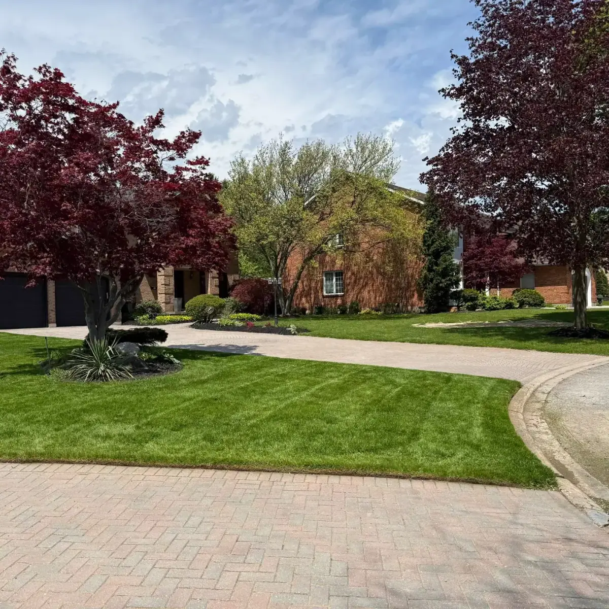 Manicured front lawn flanked by red maples