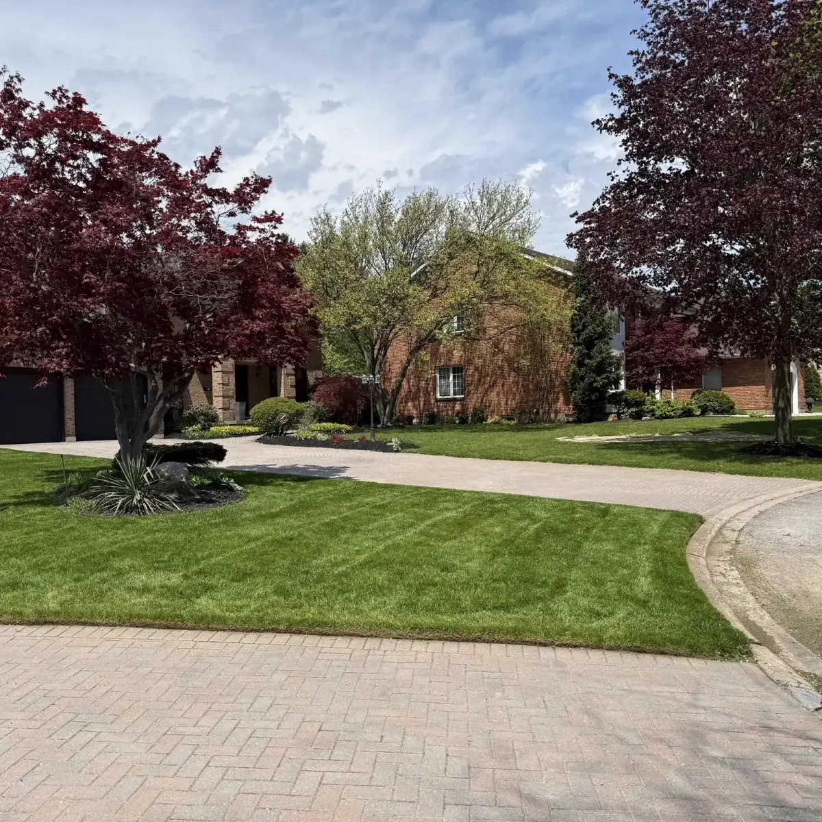 Manicured front lawn with red maples and brick driveway